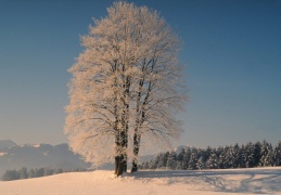 winterliche Baumgruppe