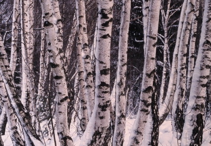 Birken im Winter