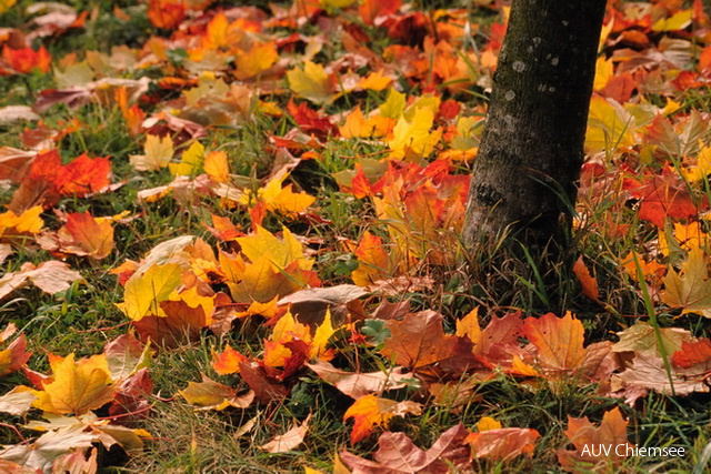 herbstliches Laub