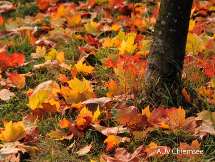 herbstliches Laub