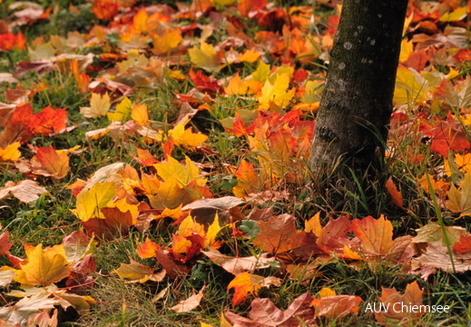 herbstliches Laub