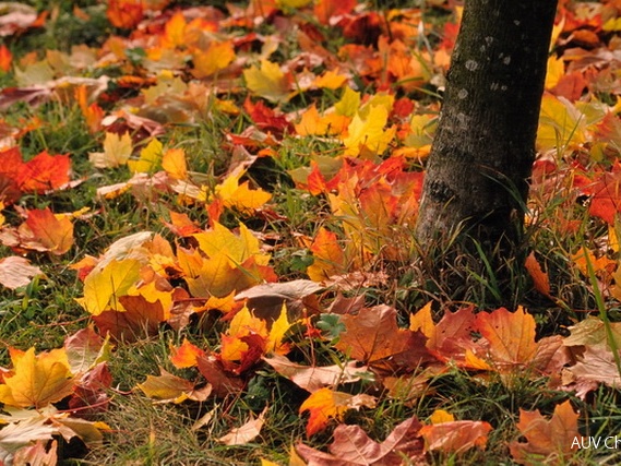 herbstliches Laub