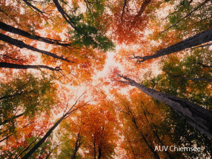 herbstlicher Buchenwald