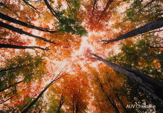 herbstlicher Buchenwald