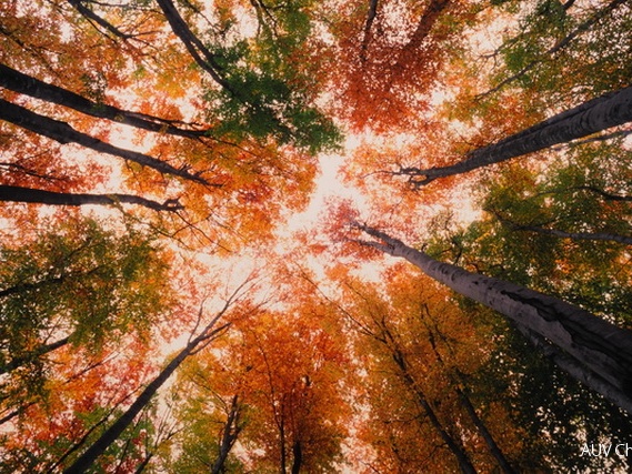 herbstlicher Buchenwald