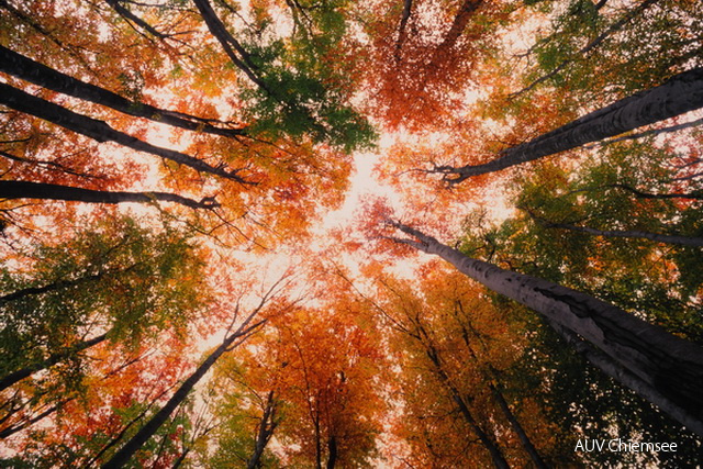 herbstlicher Buchenwald