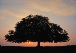 Kastanie im Sommer