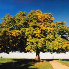 Kastanie im Herbst