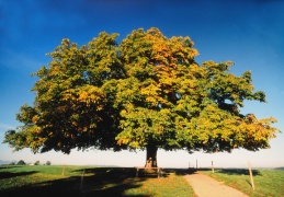 Kastanie im Herbst