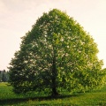 Linde bei Höhenmoos im Sommer