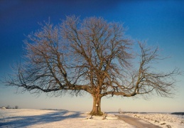 Kastanie im Winter