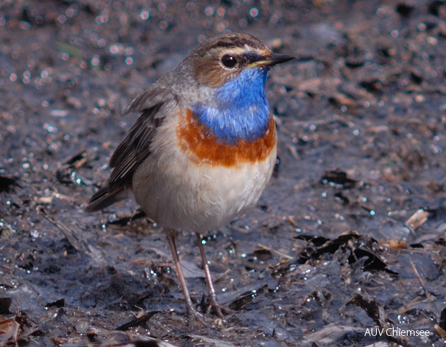 Blaukehlchen