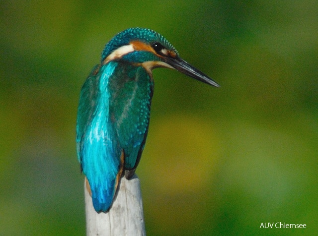 Eisvogel