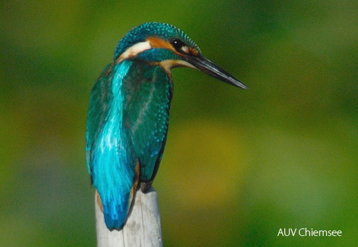 Eisvogel