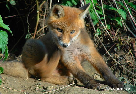 Fuchs Nachwuchs 1