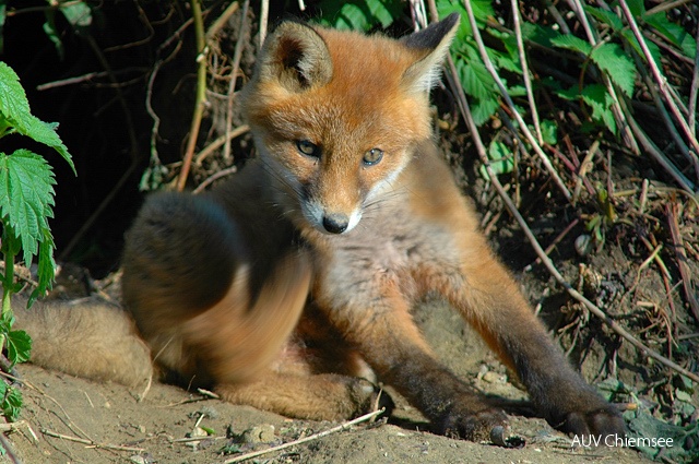 TiW-Wald-jz-Fuchs_JZ_0084.jpg