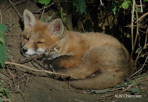 Fuchs Nachwuchs 4