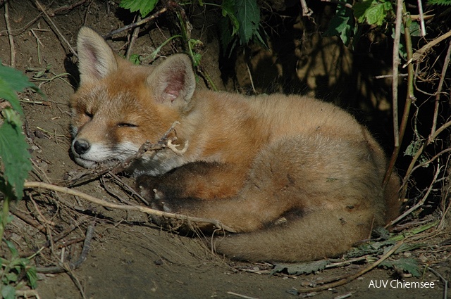 TiW-Wald-jz-Fuchs_JZ_0095.jpg