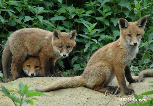 Fuchs Nachwuchs 2