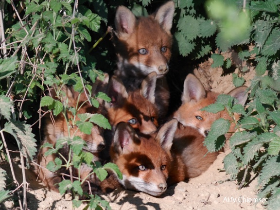 Fuchs Nachwuchs 3