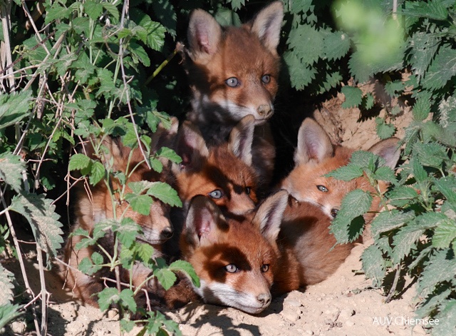 TiW-Wald-jz-Fuechse5_640_JZ6411.jpg