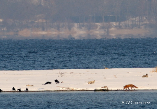 Fuchs-Pirsch im Achendelta