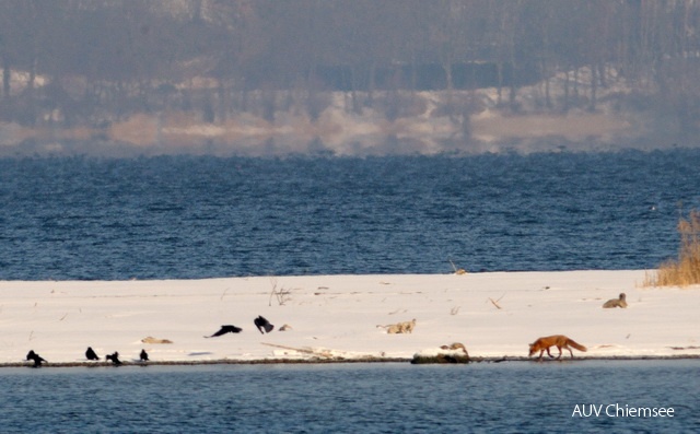 Fuchs-Pirsch im Achendelta