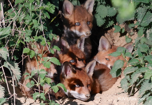 Fuchs Nachwuchs 3