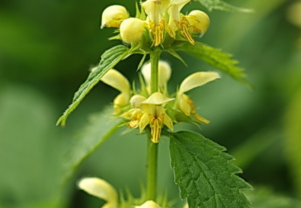 Goldnessel