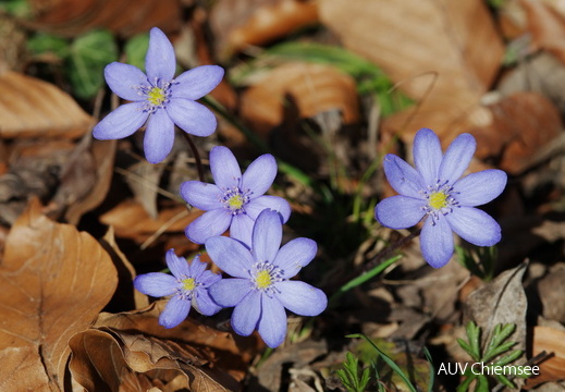 Leberblümchen