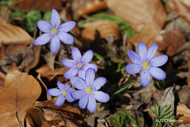 Leberblümchen