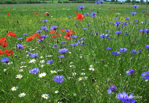 Kornblume, Mohn &amp; Margerite