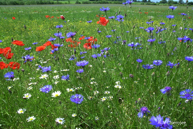 Kornblume, Mohn &amp; Margerite