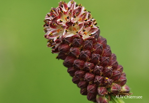 Grosser Wiesenknopf