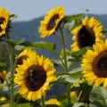 Sonnenblumen