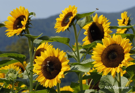 Sonnenblumen