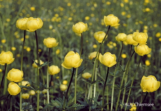 Trollblumen