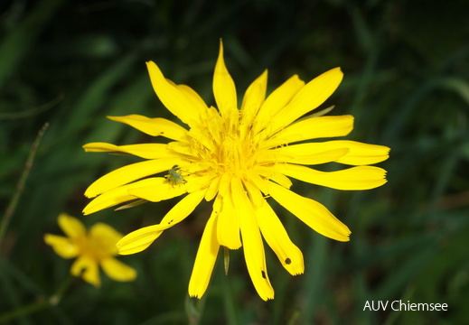Wiesenbocksbart