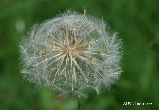 Wiesenbocksbart