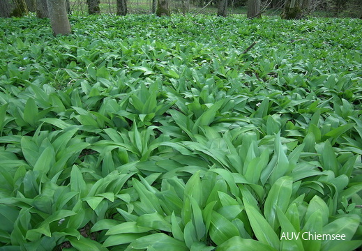 Bärlauchwald