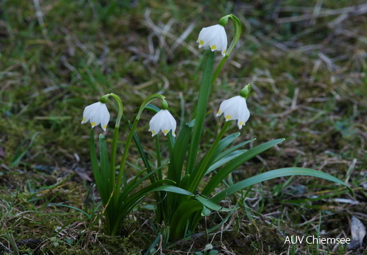 Frühlingsknotenblume