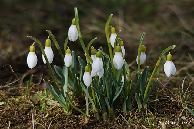 Schneeglöckchen