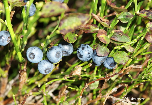 Heidelbeere