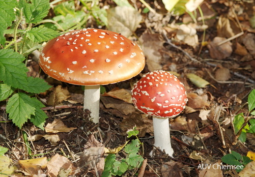 Fliegenpilz
