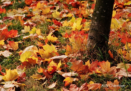 Herbstlaub