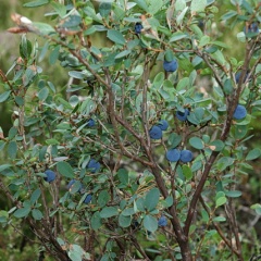 Rauschbeere