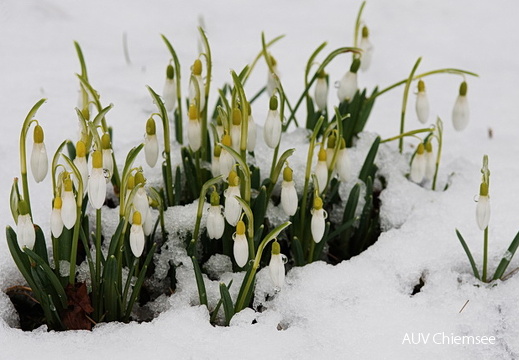 Schneeglöckchen