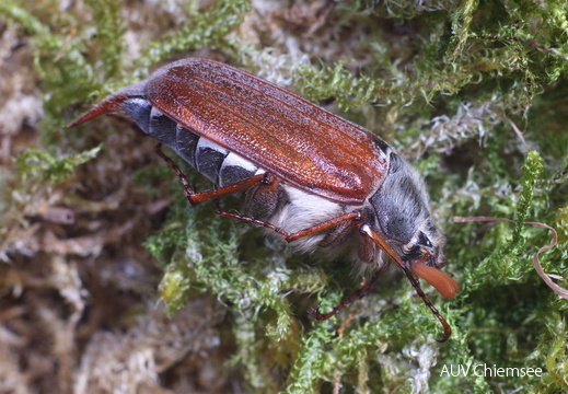 Maikäfer