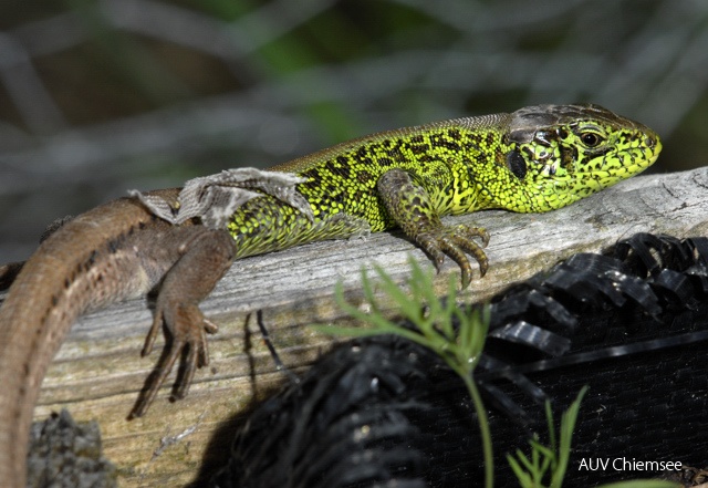Zum "aus der Haut fahren" ist für Reptilien im Frühjahr fällig. Das Männchen imponiert dann mit kräftigen Farben<br />
Foto: Johann Zimmermann TiW-JahZei-F-jz-Zauneidechse_JZ-640.jpg