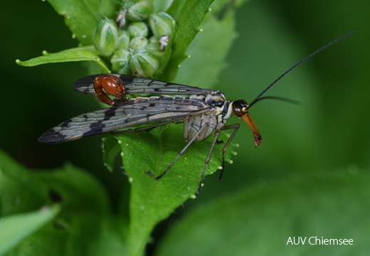 Skorpionsfliege